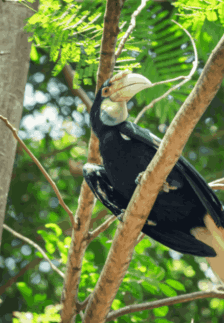 Bali Safari and Marine Park